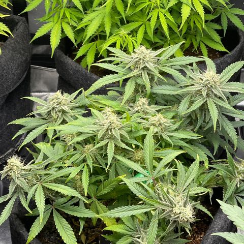 Strawberry Pie growlog timeline photo