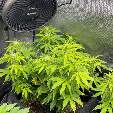 Jack Herer Auto growlog timeline photo