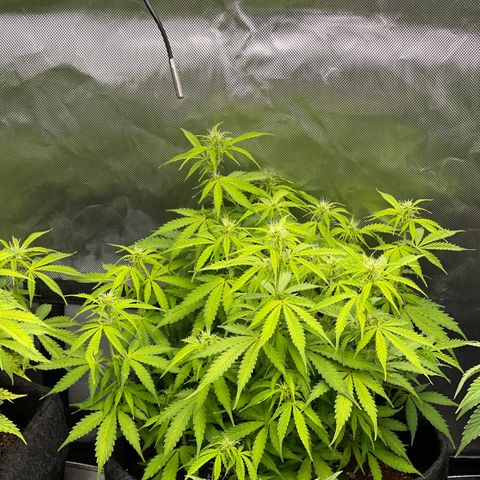 Jack Herer Auto growlog timeline photo
