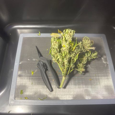 Strawberry Pie growlog timeline photo