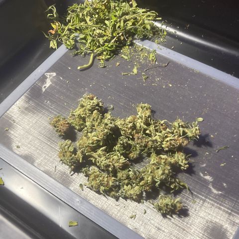 Strawberry Pie growlog timeline photo