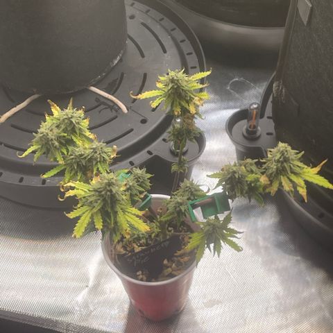 Strawberry Pie growlog timeline photo