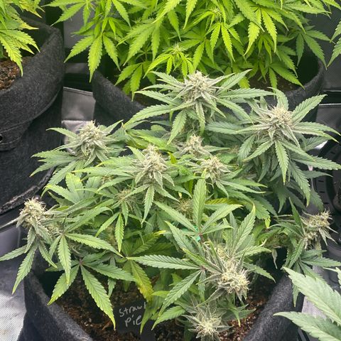 Strawberry Pie growlog timeline photo
