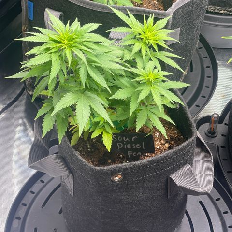 Sour Diesel #2 growlog timeline photo