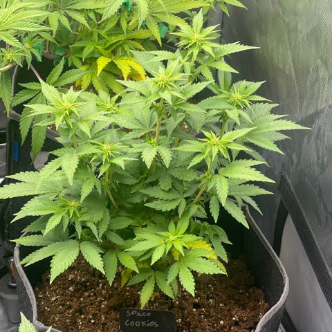 Space Cookies growlog timeline photo