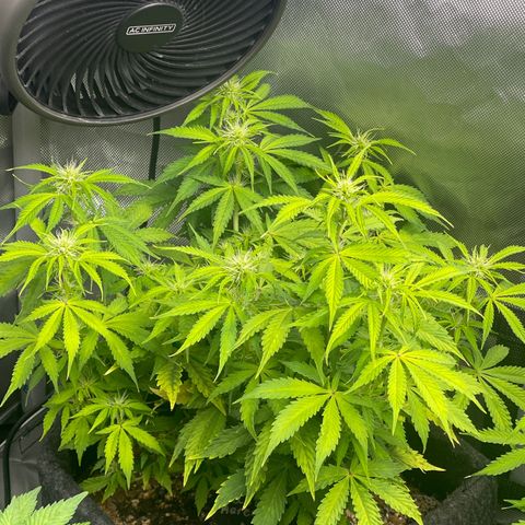 Jack Herer Auto growlog timeline photo