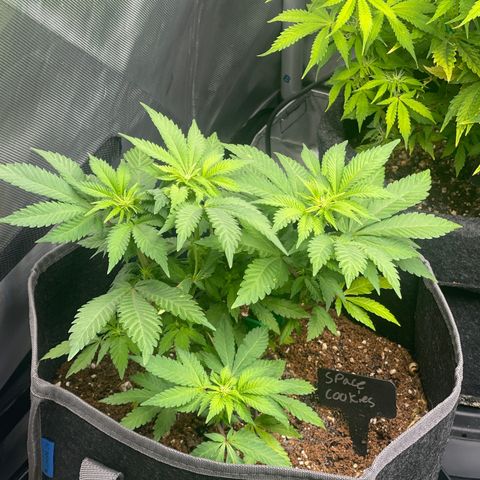 Space Cookies growlog timeline photo
