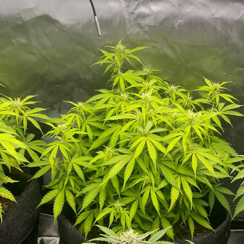 Jack Herer Auto growlog timeline photo
