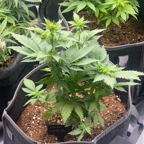Space Cookies growlog timeline photo