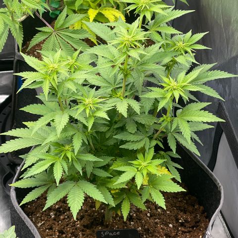 Space Cookies growlog timeline photo
