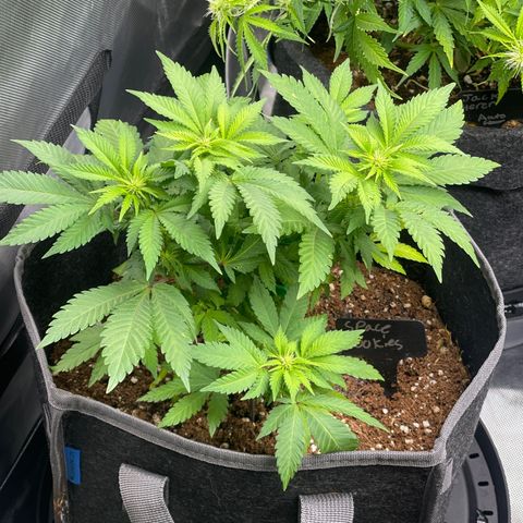 Space Cookies growlog timeline photo