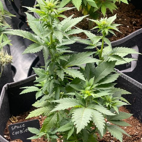 Space Cookies growlog timeline photo