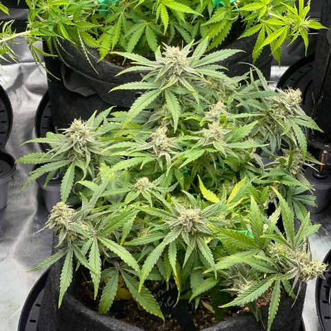 Strawberry Pie growlog timeline photo