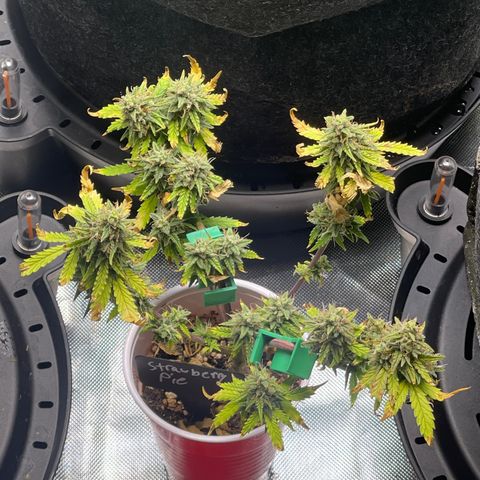 Strawberry Pie growlog timeline photo