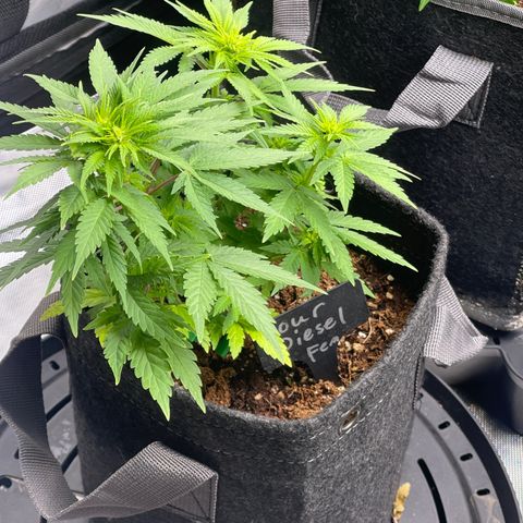 Sour Diesel #2 growlog timeline photo