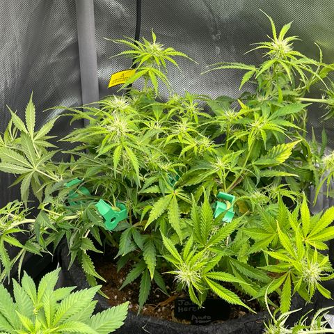 Jack Herer Auto growlog timeline photo
