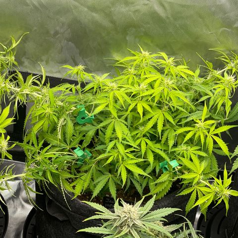 Jack Herer Auto growlog timeline photo