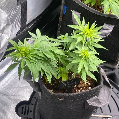Sour Diesel #2 growlog timeline photo
