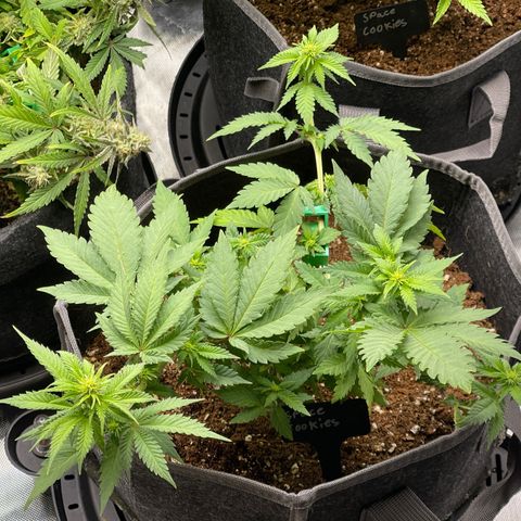 Space Cookies growlog timeline photo