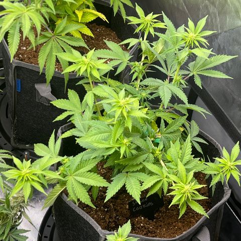 Space Cookies growlog timeline photo