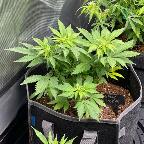 Space Cookies growlog timeline photo