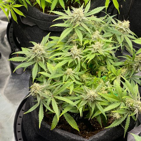 Strawberry Pie growlog timeline photo