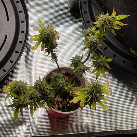 Strawberry Pie growlog timeline photo