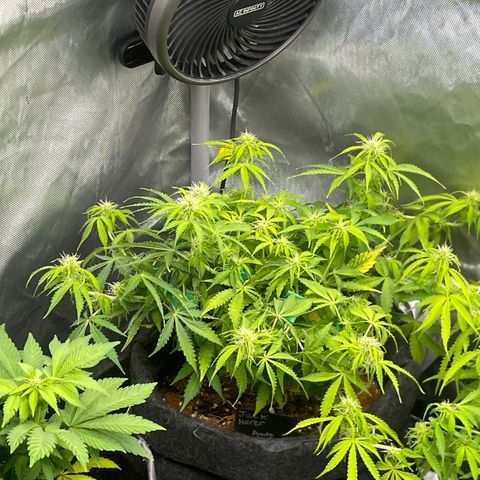 Jack Herer Auto growlog timeline photo