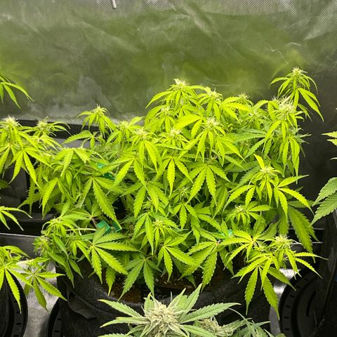 Jack Herer Auto growlog timeline photo