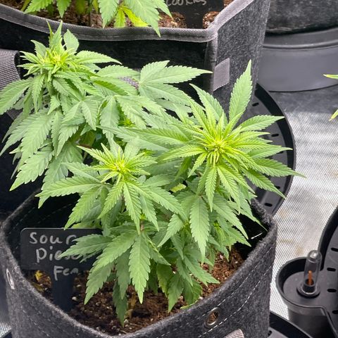 Sour Diesel #2 growlog timeline photo