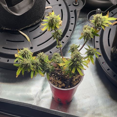 Strawberry Pie growlog timeline photo