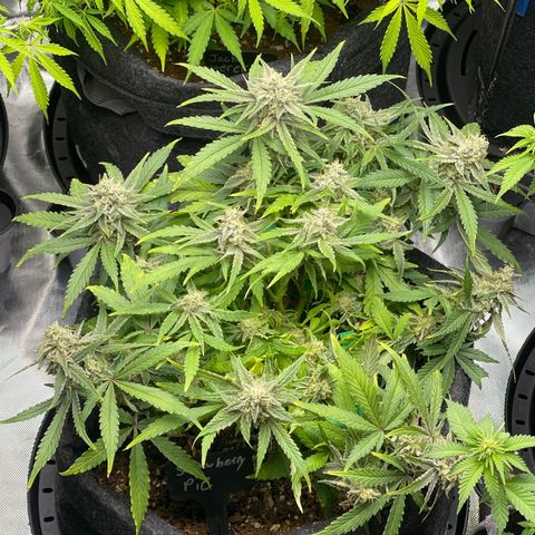 Strawberry Pie growlog timeline photo
