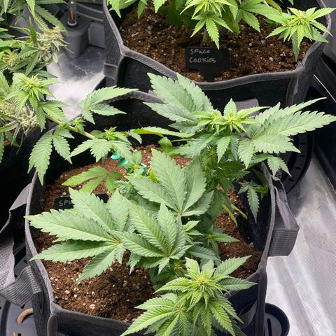 Space Cookies growlog timeline photo