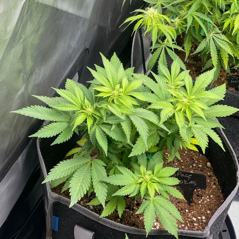 Space Cookies growlog timeline photo
