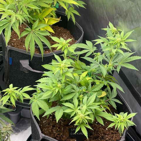 Space Cookies growlog timeline photo