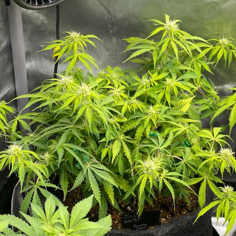 Jack Herer Auto growlog timeline photo