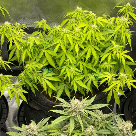Jack Herer Auto growlog timeline photo