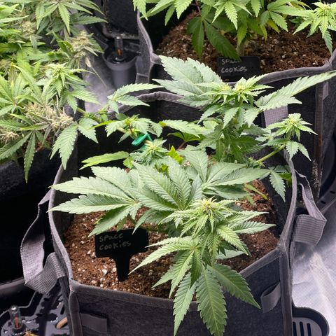 Space Cookies growlog timeline photo