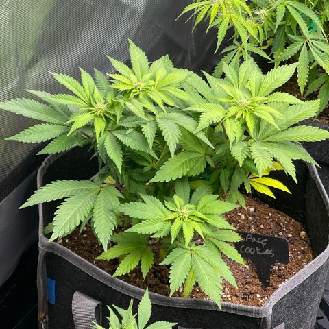 Space Cookies growlog timeline photo