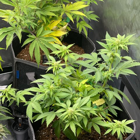 Space Cookies growlog timeline photo