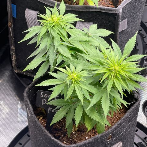 Sour Diesel #2 growlog timeline photo