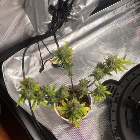 Strawberry Pie growlog timeline photo