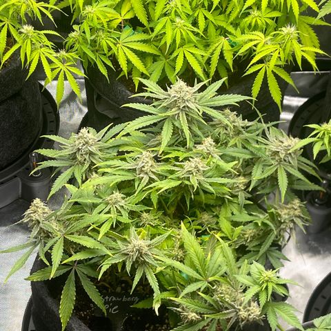 Strawberry Pie growlog timeline photo
