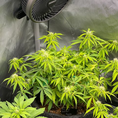 Jack Herer Auto growlog timeline photo