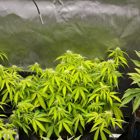 Jack Herer Auto growlog timeline photo
