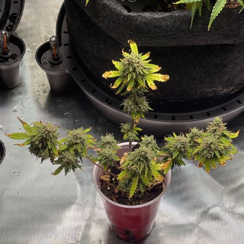 Strawberry Pie growlog timeline photo
