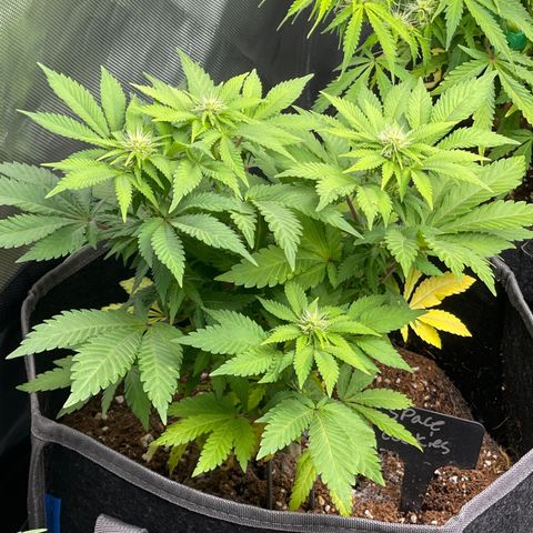Space Cookies growlog timeline photo