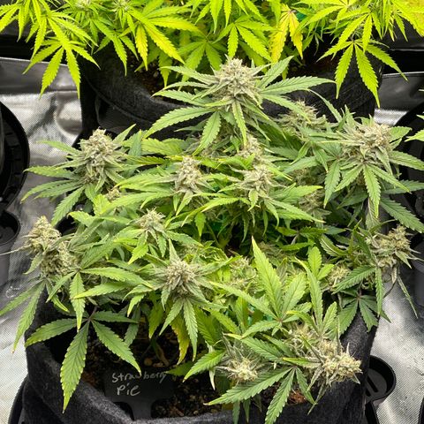 Strawberry Pie growlog timeline photo
