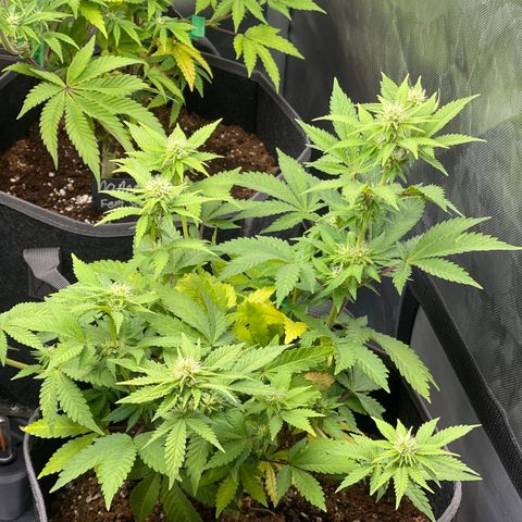 Space Cookies growlog timeline photo
