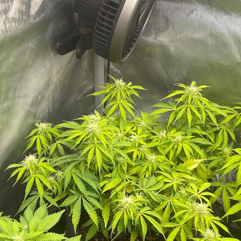 Jack Herer Auto growlog timeline photo